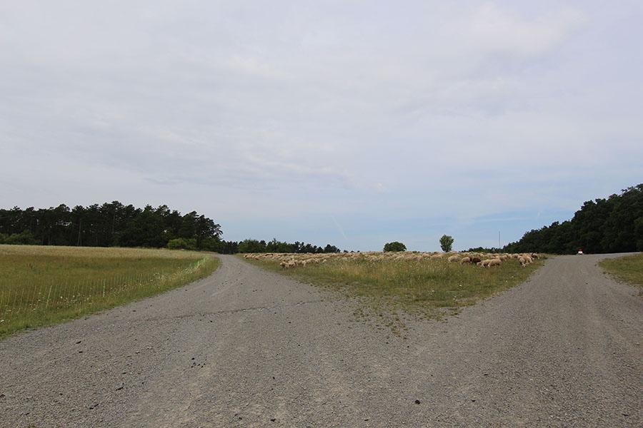 Zeltlager in Wolferstetten